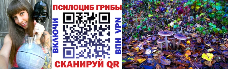 Псилоцибиновые грибы Psilocybine cubensis  Искитим 